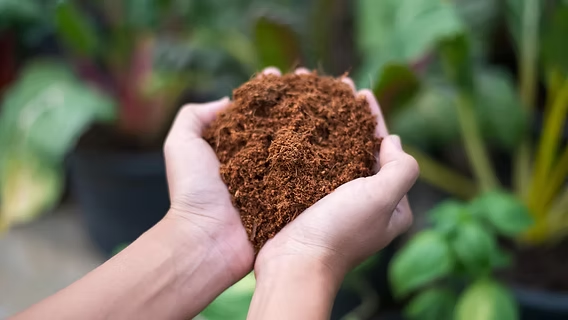 Coco Peat Soil for Modern Gardening and Growing Solutions